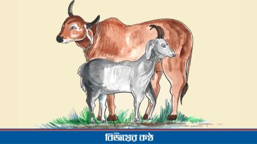 প্রবাসী অধ্যুষিত সিলেটে সবচেয়ে কম কোরবানি!